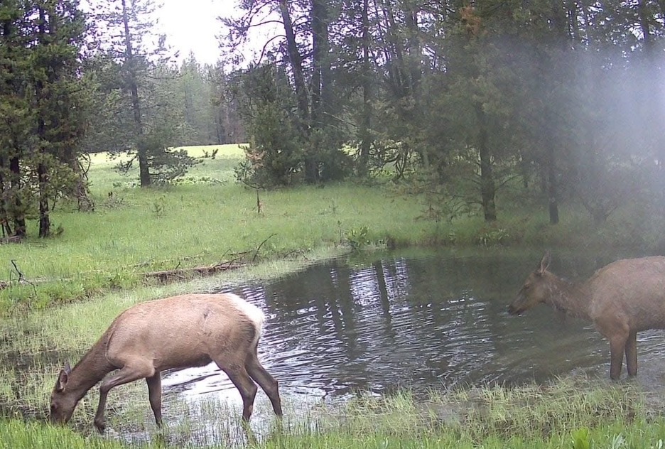 Picture of cow Elk