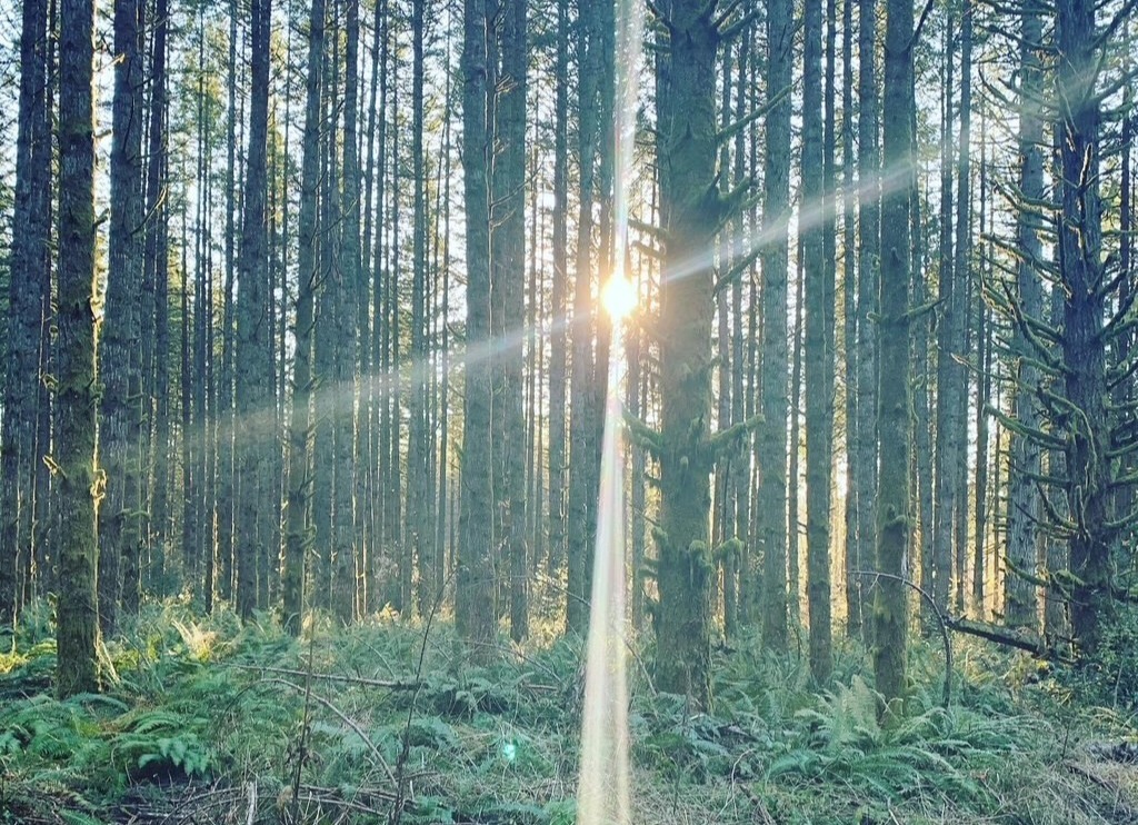 Picture of the sun rays through trees