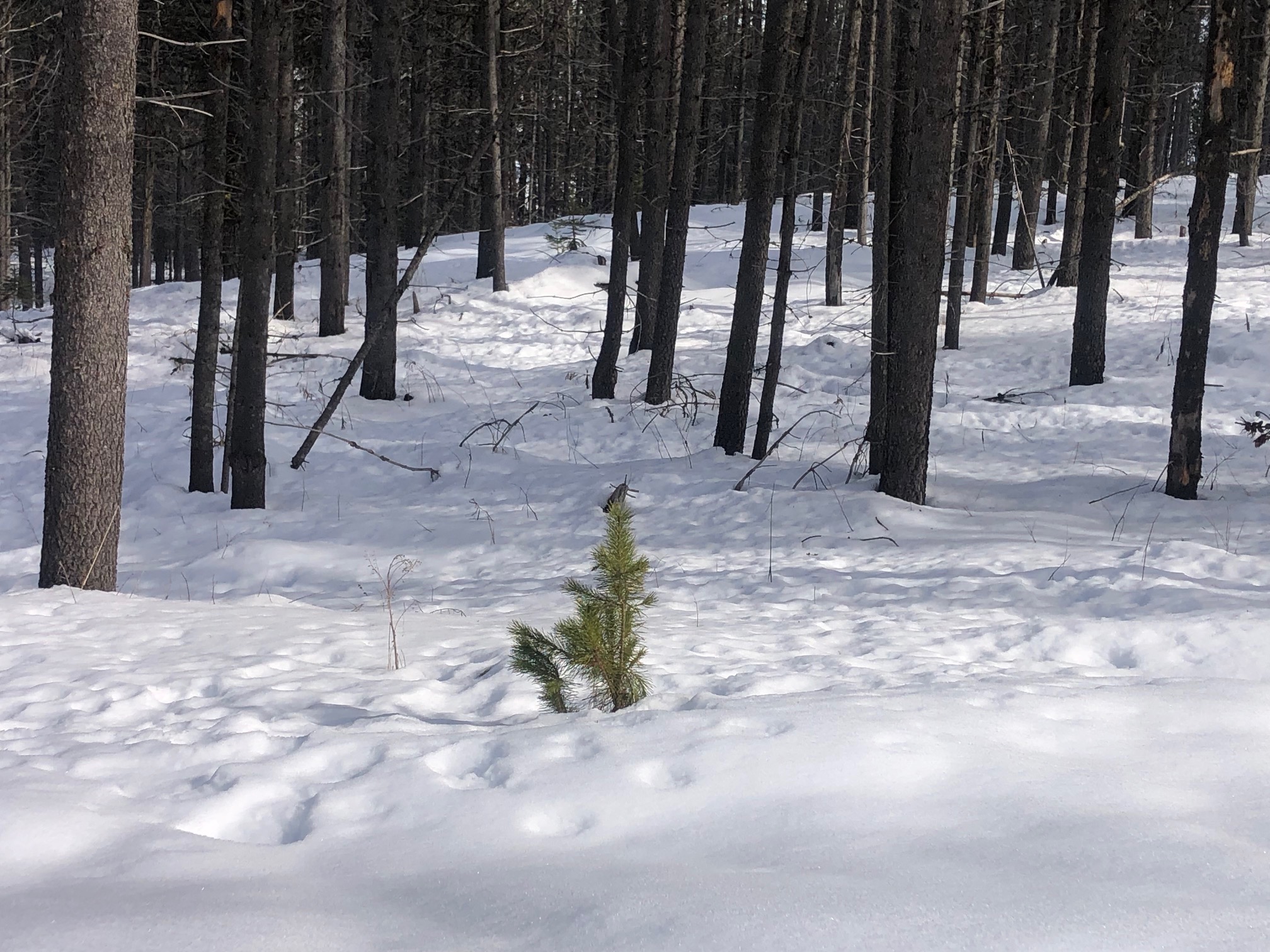 Picture of the suns rays through trees on a snow covered day