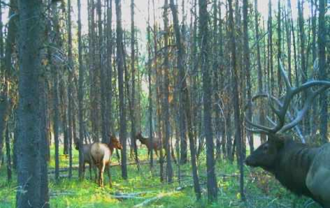 Picture of a bull Elk