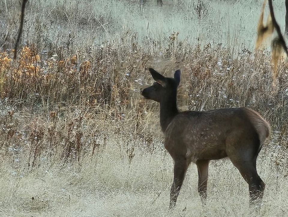 Picture of calf Elk